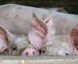 Kupředu ho žene boj se zahraničními zemědělci. Prodělečných vepřínů se nevzdává, investuje do nových