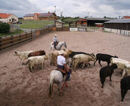 Galloway farma Roupov v Toulavé kameře na venkově na ČT1