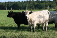 Galloway farma rodiny Vacíkových – vítěz Farmy roku 2013  