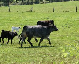 Hugo vylepšuje už tak dokonalé taliány z farmy snů