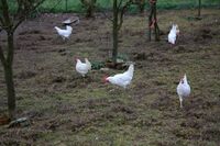 ASZ Havlíčkův Brod – Dobré místo pro chovatele a bramboráře 