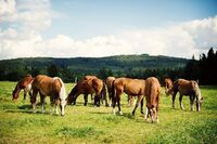 Stříbrná příčka ve Farmě roku 2014 - Farma Hrnčíř