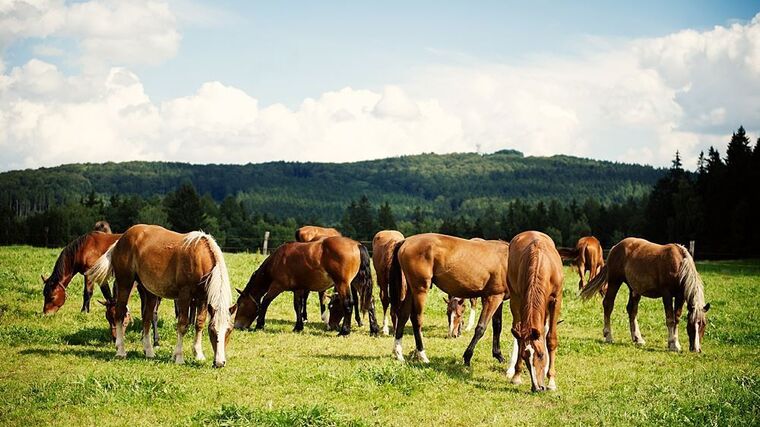 První rodinná farma se letos otevře veřejnosti nedaleko Pelhřimova
