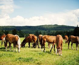 První rodinná farma se letos otevře veřejnosti nedaleko Pelhřimova