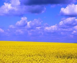 ASZ Kolín, Kutná Hora, Nymburk - Intenzivní zemědělská výroba v úrodném Polabí 