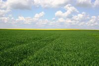 ASZ Kolín, Kutná Hora, Nymburk - Intenzivní zemědělská výroba v úrodném Polabí 
