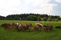 Bronz ve Farmě roku 2013 - Kozí farma Krasolesí 