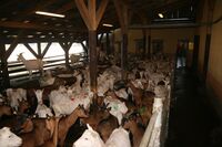 Vítěz Farmy roku 2012 - Kozí farma Pěnčín 