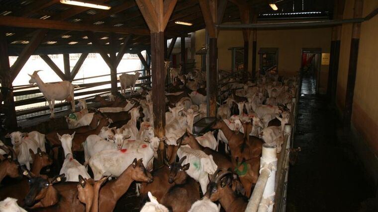 Vyhlášená kozí farma v Pěnčíně musela kvůli suchu zredukovat chov