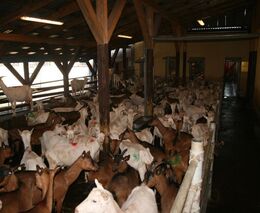 Vyhlášená kozí farma v Pěnčíně musela kvůli suchu zredukovat chov