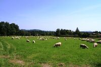 Vítěz Farmy roku 2012 - Kozí farma Pěnčín 