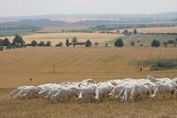 Bronzová příčka ve Farmě roku 2017 - Kozí farma Sedlák