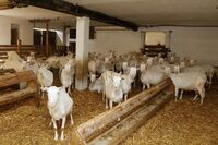Bronzová příčka ve Farmě roku 2017 - Kozí farma Sedlák