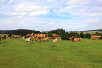 Když se chce, všechno jde