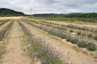 Čtvrté místo ve Farmě roku 2018 - Levandulový statek Bezděkov