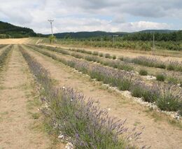 Pán z levandulového království tráví čas ve foliovníku