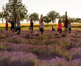 Na levandulovém statku na Hané se už rukama nesklízí. A návštěvníků je čím dál více