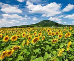 Zmenšení velkých polí má podle odborníků pomoci v boji proti suchu