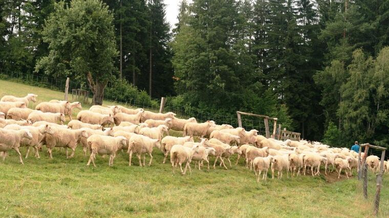 Nová expozice salašnictví i naučná stezka na Zlínsku  