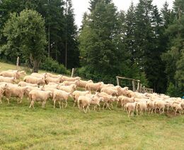 Čtvrté místo ve Farmě roku 2012 - farma rodiny Ondruchových, Valašská Bystřice 