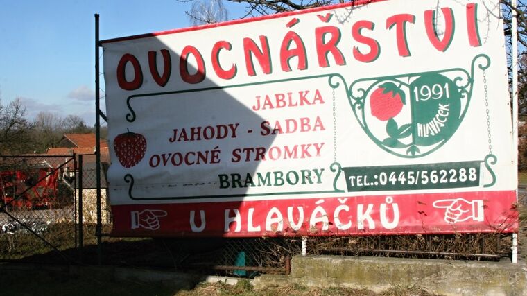 V Ovocnářství u Hlaváčků vede samosběr  