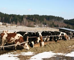 Živočišná výroba a brambory aneb Region, který boří celostátní průměry  