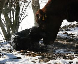 Živočišná výroba a brambory aneb Region, který boří celostátní průměry  