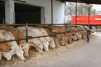 ASZ Písek – Živočišná výroba a prodej ze dvora na vzestupu    