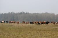 ASZ Písek – Živočišná výroba a prodej ze dvora na vzestupu    