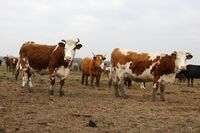 ASZ Písek – Živočišná výroba a prodej ze dvora na vzestupu    