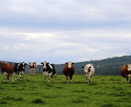ASZ Plzeň-sever - Selská perla západních Čech