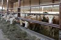 ASZ Krnovsko a Opavsko - Mladý region s nevšedními úspěchy   