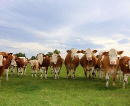 Evidence přirozené plemenitby v aplikaci Registr zvířat na Portálu farmáře - výukové video