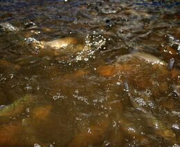 Průzkum: Přes 90 procent lidí v zemích EU chce lepší ochranu ryb v akvakultuře