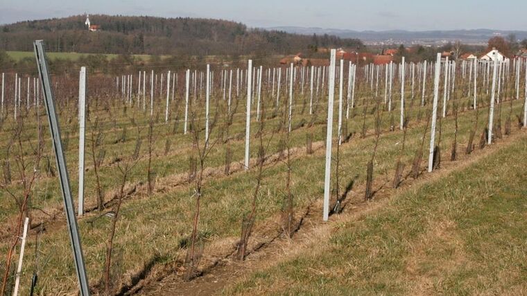 Farma Vraňany rozšiřuje sady, většinu nových stromů tvoří broskvoně