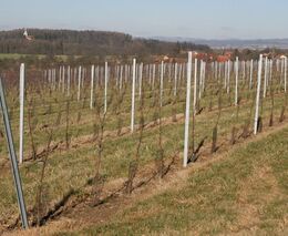 Farma Vraňany rozšiřuje sady, většinu nových stromů tvoří broskvoně
