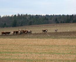 ASZ Rychnov nad Kněžnou – Rozmanitost pozitivem i negativem  