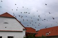 Sbor Selských jízd Jana Žižky z Trocnova - Tradice, která nekončí