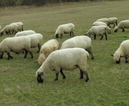 Kozí farma Sedlák je členem Svazu chovatelů ovcí a koz z.s.
