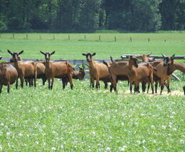 O Svazu chovatelů ovcí a koz v ČR