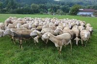 Svaz chovatelů ovcí a koz v ČR - Hospodaření jako životní styl 
