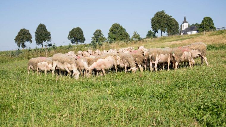 Letošní ročník projektu Poznej svého farmáře zavede návštěvníky nejen na ekologické farmy