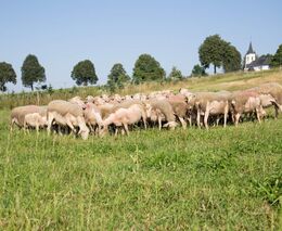 Letošní ročník projektu Poznej svého farmáře zavede návštěvníky nejen na ekologické farmy