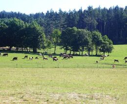 Na jihu Čech se kvůli počasí zpozdily seče pícnin, tráva je řidší