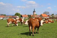 ASZ Svitavy, Ústí nad Orlicí - Různá hospodářství, společná řeč I.