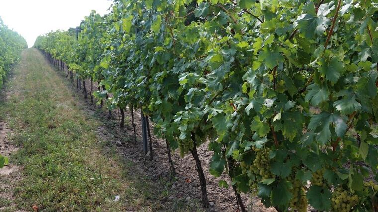 Sucho doléhá na vinohrady na jihu Moravy, závlahu má jen část z nich 