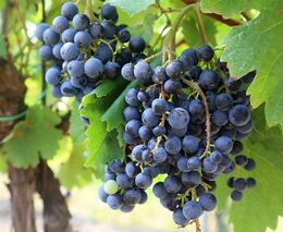 Naše nezávislé vinaře bude v Evropě slyšet. Díky viceprezidentovi z Krumvíře