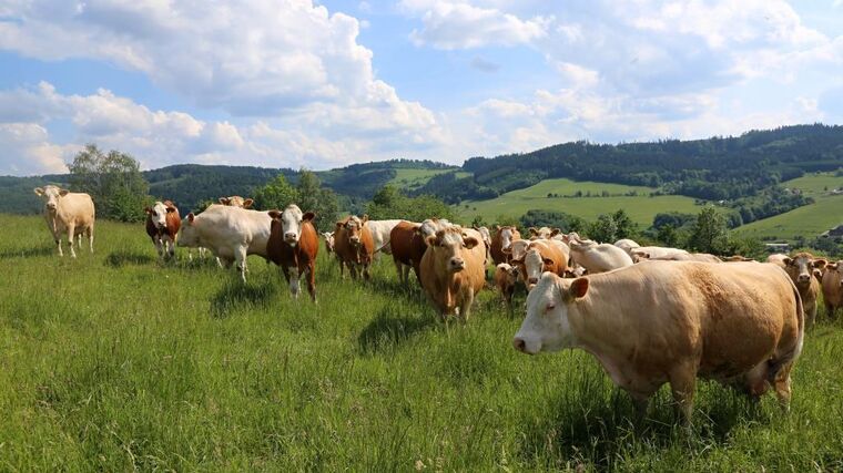 Seminář: Inspirativní pestrá krajina - kde je vůle, tam je i cesta