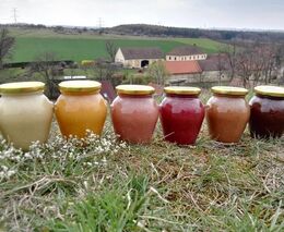 Sladká dřina na farmě roku. Včelař musí snést desítky žihadel ročně