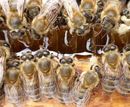 Výzvou pro včelařství je celková modernizace
